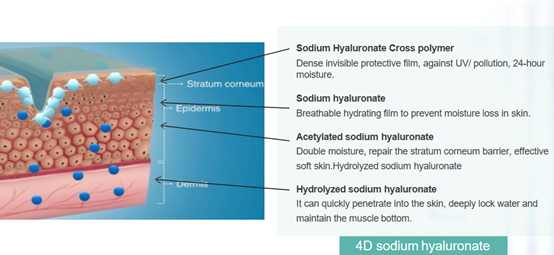 4D Sodium Hyaluronate (HA)