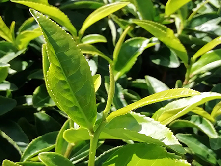 Why Terroir Matters for Premium Matcha Powder Quality?