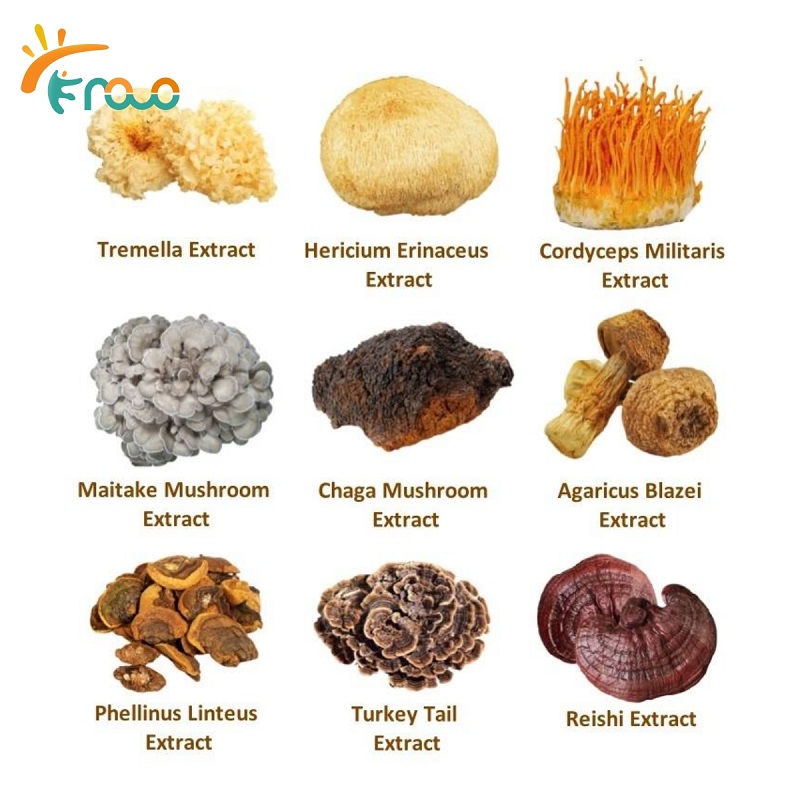 What Are The Common Mushroom Extracts?